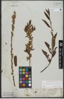 Foto von Salix triandra L. x Salix viminalis L.
